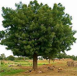 neem tree